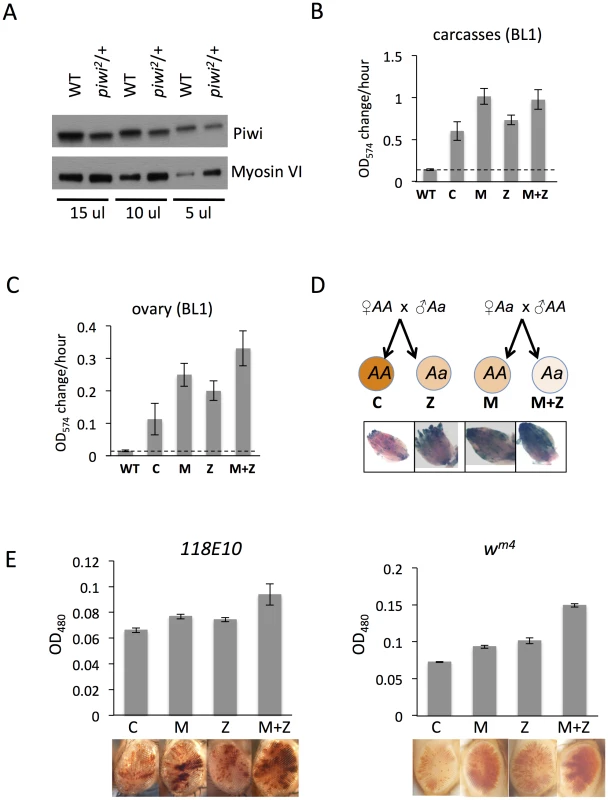 The suppression of variegation in response to Piwi depletion reflects the reduced level of Piwi protein in the early embryo.