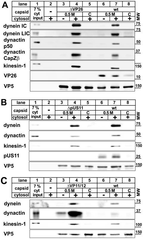 MAPs bind to HSV1 capsids lacking VP26, pUS11, or VP11/12.