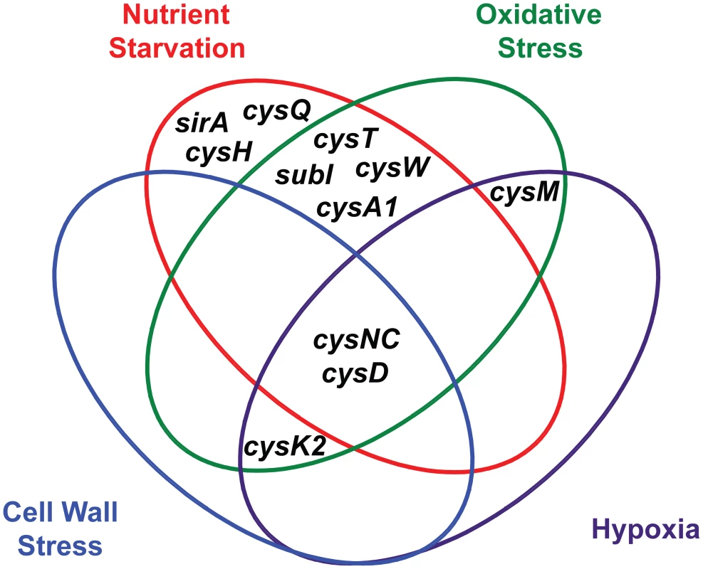 Venn diagram illustrating the convergent transcriptional regulation of &lt;i&gt;Mtb&lt;/i&gt; sulfur metabolism genes by various conditions of environmental stress.