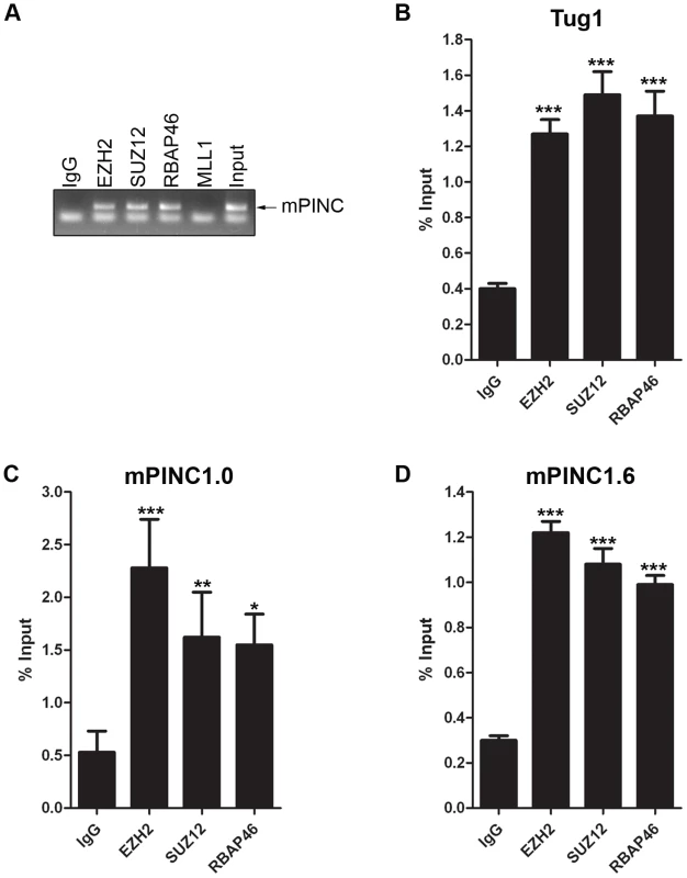 <i>mPINC</i> interacts with PRC2 in HC11 cells.