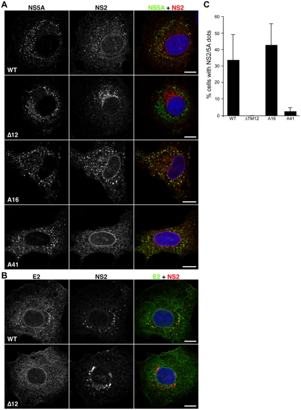 Subcellular localization of NS2 mutants in TM region.