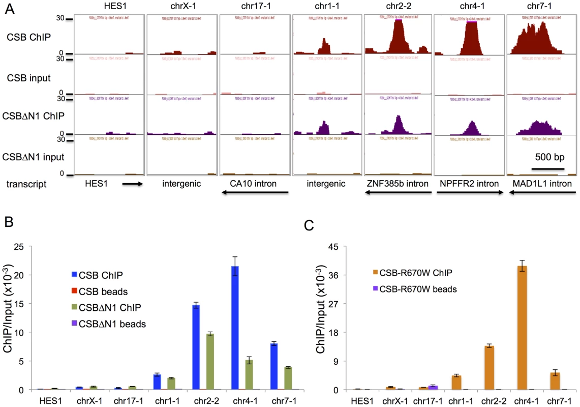 Validation of ChIP-seq results by ChIP-qPCR.
