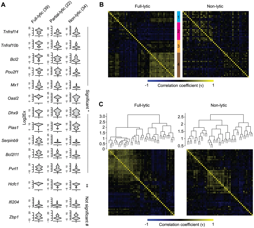 Increasing viral activity is matched by progressive host neuronal transcriptional response.
