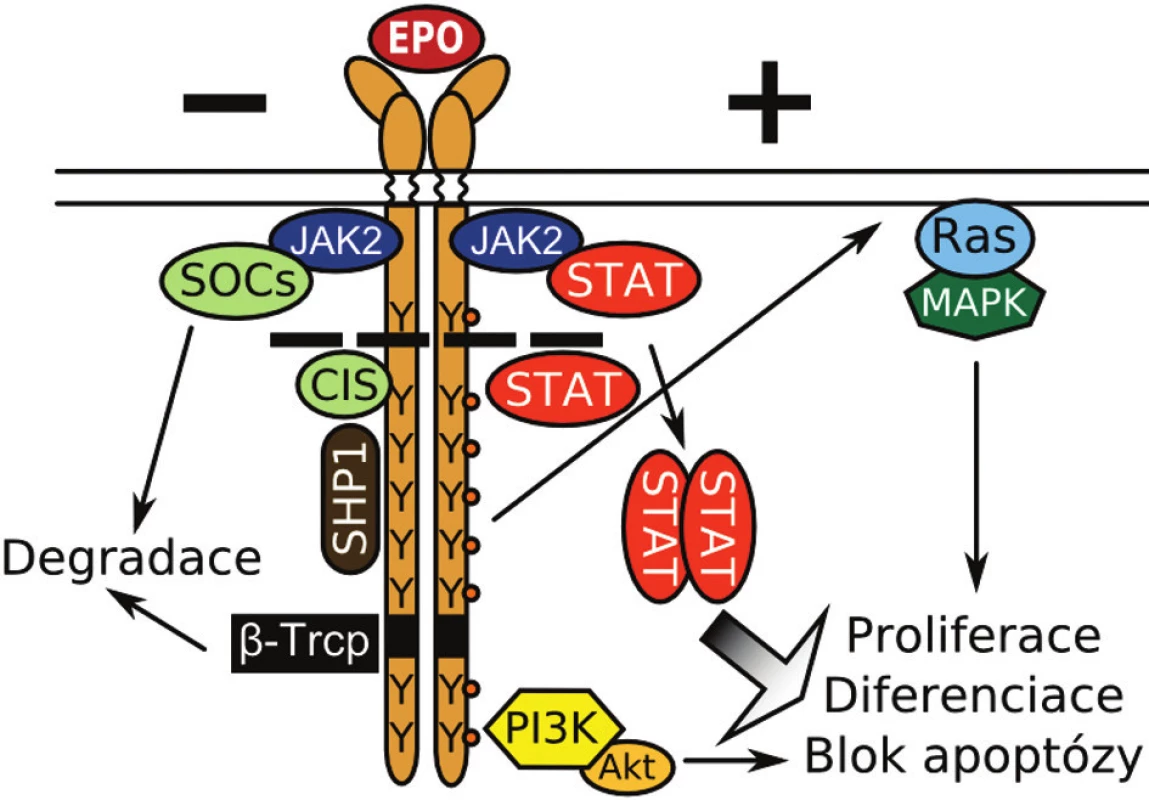 Klíčové molekuly v pozitivní (+) a negativní (-) regulaci EPOR dráhy. Y znázorňuje tyrozinové zbytky. Přerušovaná čára naznačuje zkrácení receptoru u mutací způsobujících PFCP. Bližší popis v textu.