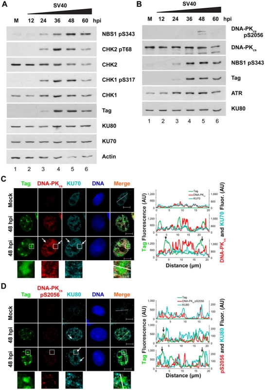 Factors that promote NHEJ do not co-localize with Tag in SV40-infected BSC40 cells.