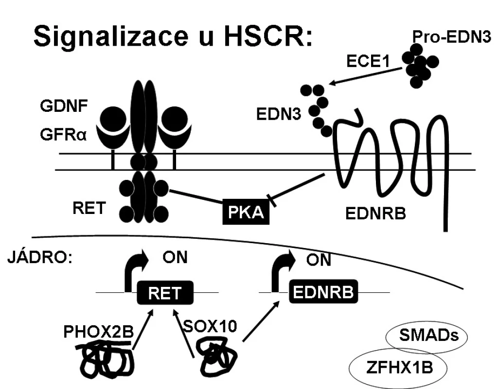 Signalizace u HSCR.