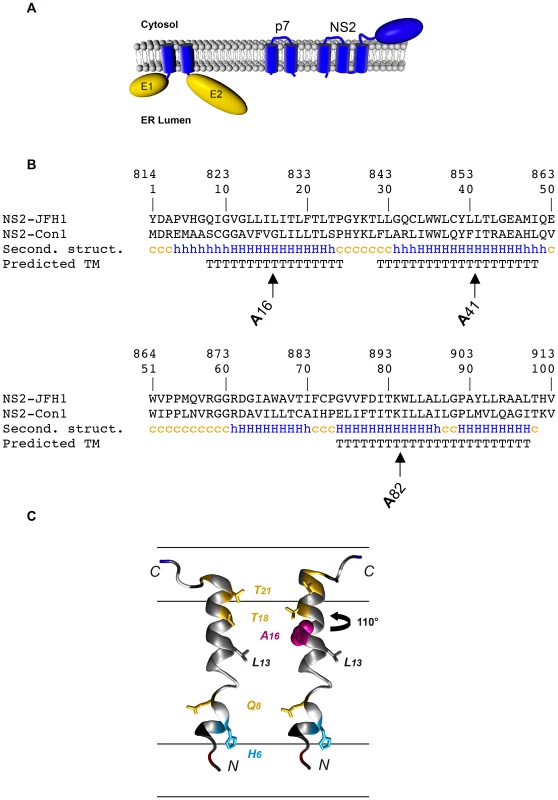 Rationale for mutagenesis in NS2 transmembrane region.