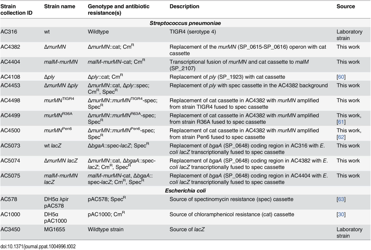 Strains and plasmids used in the present study.
