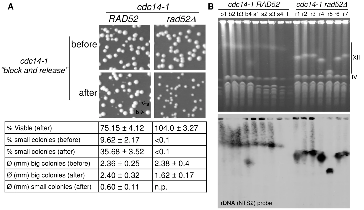 One of the two daughter cells often survives the chromosome XII missegregation event, even in the absence of Rad52.