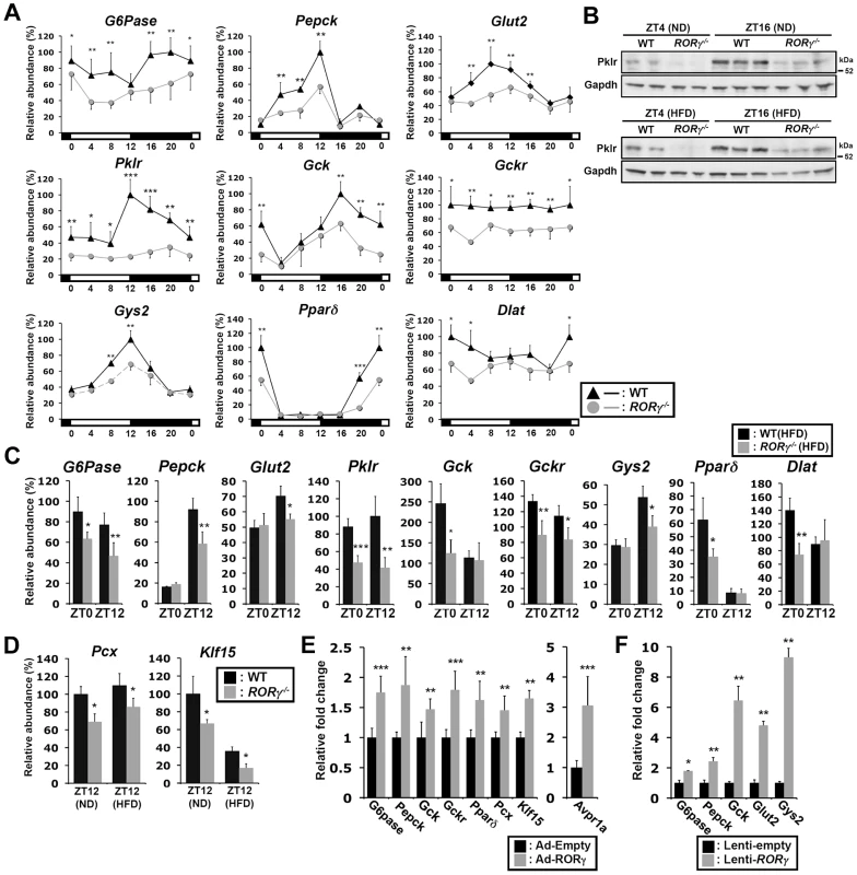 RORγ regulates the circadian expression of genes involved in gluconeogenesis and glycolysis pathways.