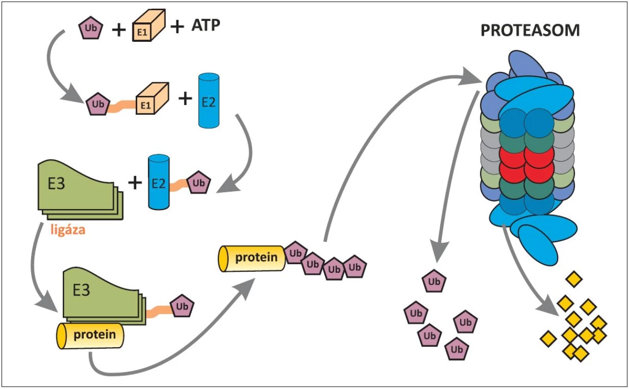 Schéma ubiquitinylace proteinu určeného k degradaci v proteasomu.
Ubiquitin (Ub)-proteasomový systém, rozptýlený v cytoplazmû i jádru buňky, spočívá ve třístupňové enzymatické kaskádů (E1 až E3), ve které dochází za použití energie (ATP) k označení proteinu, určeného pro rozklad v proteasomu. Pomocí enzymů E1 a E2 je ubiquitin aktivován a pomocí enzymu E3 (ubiquitinligáza) se aktivovaný ubiquitin naváže na protein určený k degradaci. Pro dopravu označeného proteinu do proteasomu je nezbytné navázání alespoň čtyř ubiquitinů, které mají afinitu k proteasomu. Proteasom, jakýsi minimixer, obsahuje proteolytické enzymy, kterými je označený protein rozložen na peptidy (žluté čtverečky). Uvolněné ubiquitiny mohou být znovu použity na označení dalších proteinů k degradaci (22, 23).