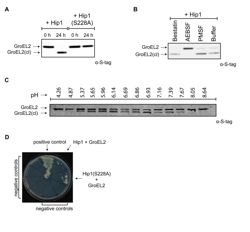 <i>Mtb</i> GroEL2 is a physiological substrate of Hip1 protease activity.