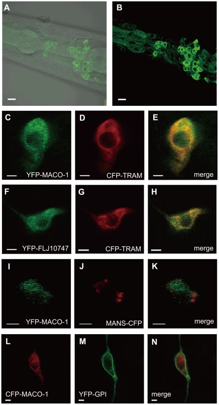 Subcellular localization of MACO-1.