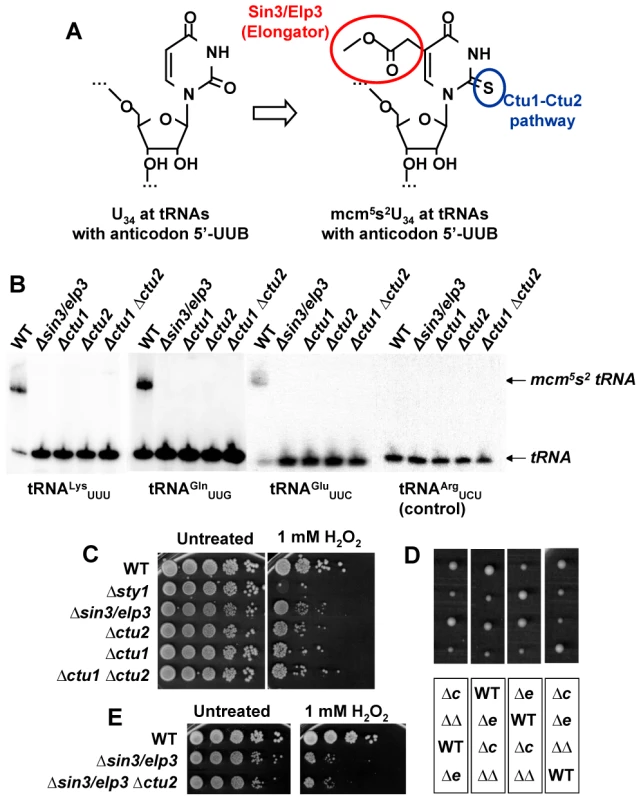 Sin3/Elp3 is required for modification of uridine-34 (U<sub>34</sub>) at the anticodon of some cytoplasmic tRNAs.