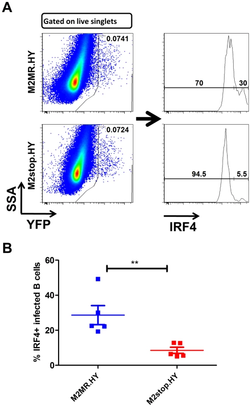 M2stop infected mice exhibit a decreased frequency of infected B cells expressing IRF4.