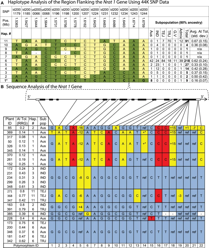 Haplotype analysis of the <i>Nrat1</i> gene region.