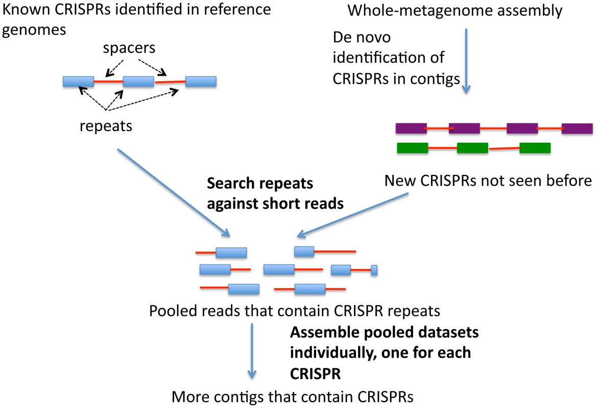 A diagram of the targeted assembly approach for CRISPR.