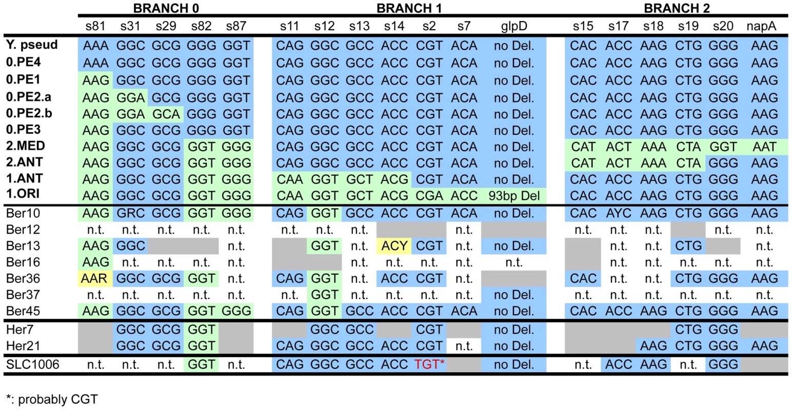 Analysis of aDNA from human remains with 18 markers (<i>glpD</i>, <i>napA</i> and 16 SNPs <em class=&quot;ref&quot;>[<b>11</b>]</em>) that define the three main branches of the <i>Y. pestis</i> evolutionary tree.