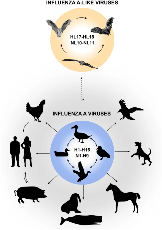 Reservoirs of IAVs and bat influenza-A-like viruses.