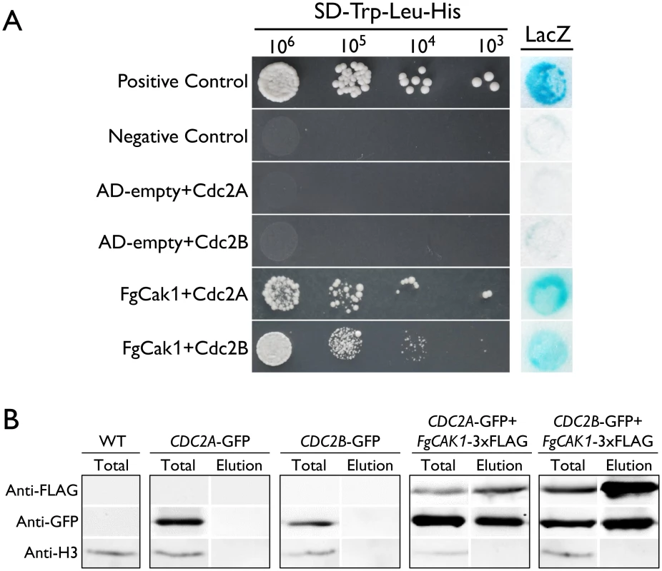 Yeast two-hybrid and co-immunoprecipitation (co-IP) assays for the interaction of FgCak1 with Cdc2A and Cdc2B.