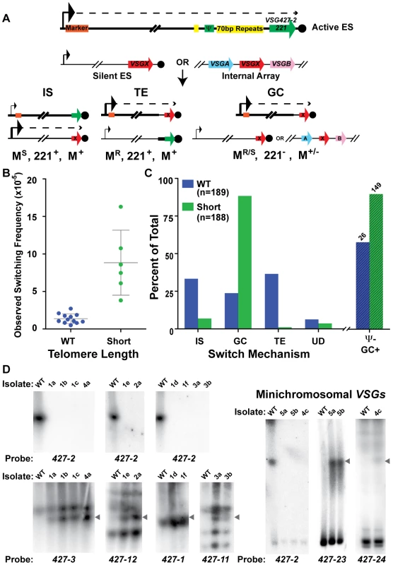 Mechanisms of <i>VSG</i> switching in WT and short-telomere isolates.