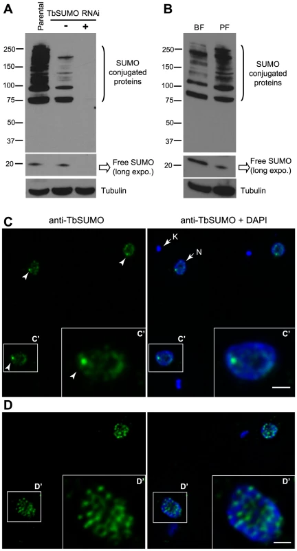 Expression pattern and subcellular localization of <i>T. brucei</i> SUMOylated proteins.
