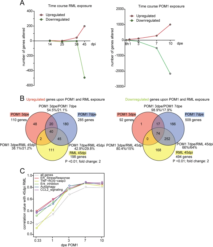 The transcriptome of RML-infected and POM1-treated COCS.