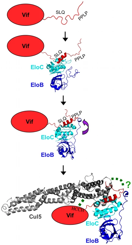 Schematic representation of the induced-folding mechanism for the formation of Vif-EloBC-Cul5 complex.