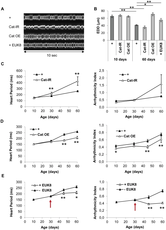 Catalase overexpression and treatment of wild-type flies with a catalase/SOD mimetic improve heart performance.