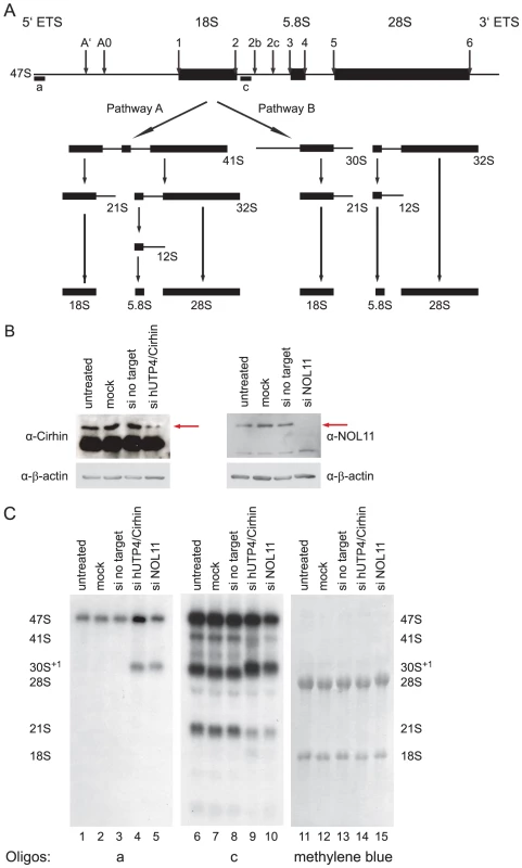 NOL11 is required for pre-rRNA processing in HeLa cells.
