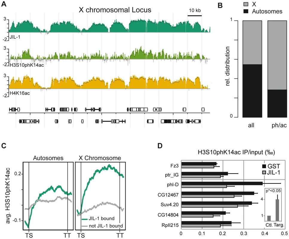 JIL-1–dependent H3S10phK14ac is enriched on the compensated X chromosome together with JIL-1.
