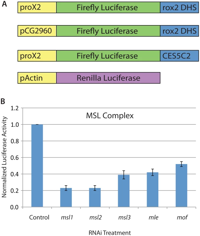An RNAi screening system in <i>Drosophila</i> SL2 cells to identify regulators of MSL complex recruitment and function.