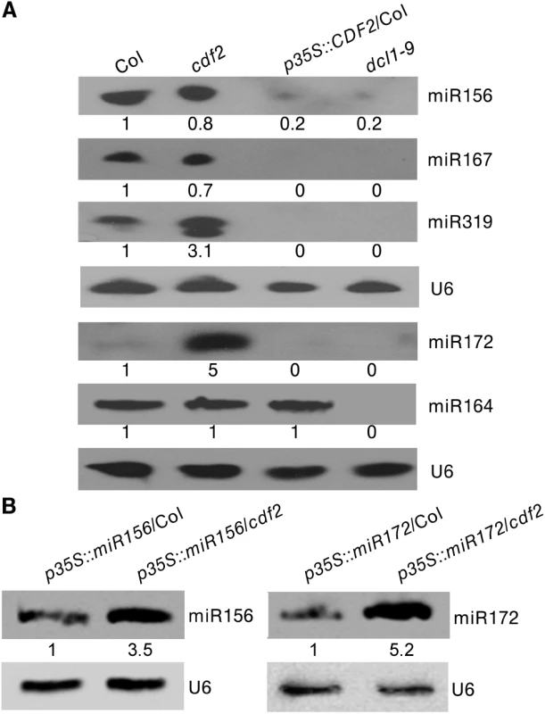 CDF2 suppresses the posttranscriptional processing of pri-miRNAs.