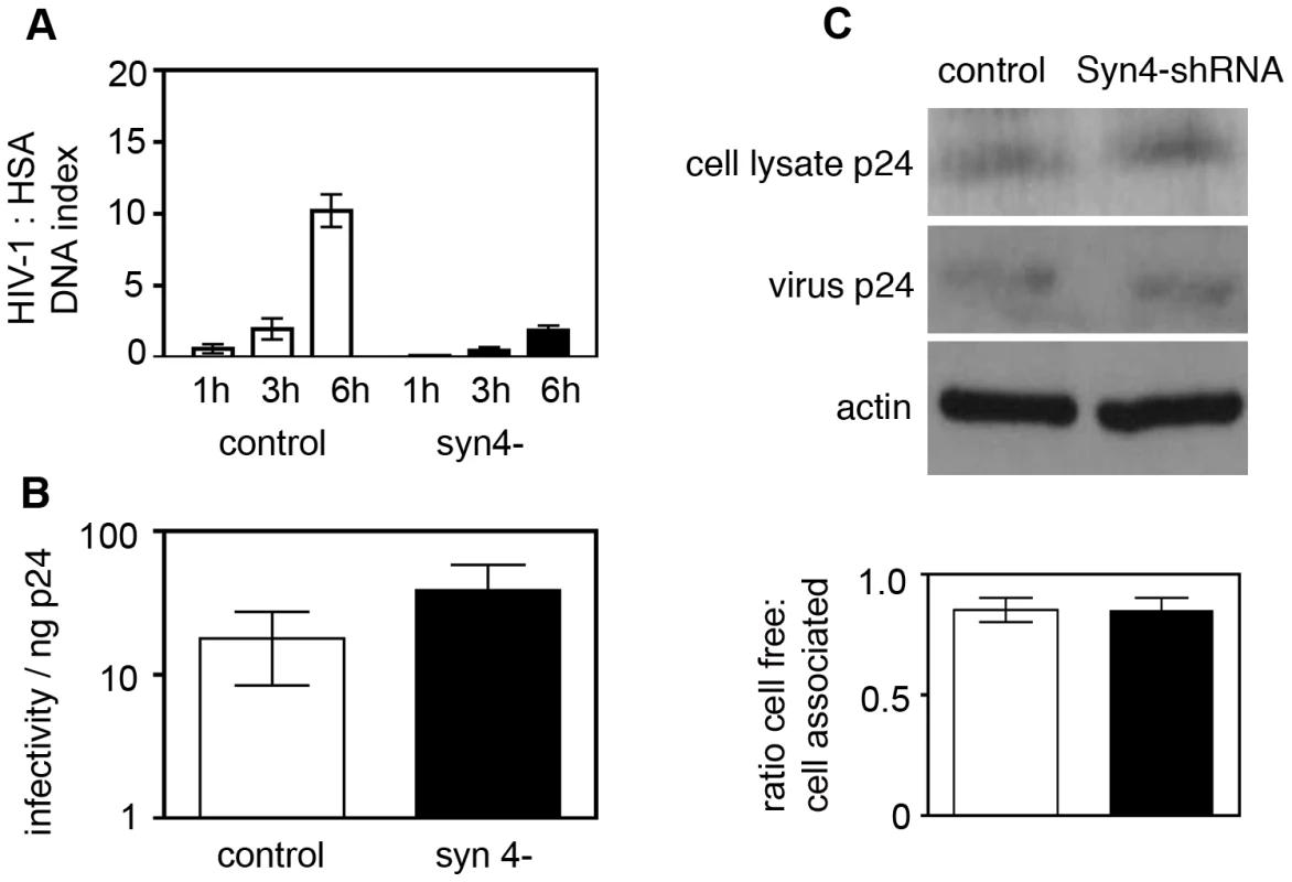 Syntaxin 4 contributes to cell-to-cell spread of HIV-1.