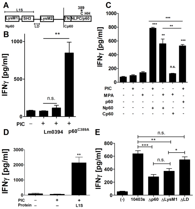 The p60 L1S fragment is sufficient to activate DC/NK cell co-cultures.