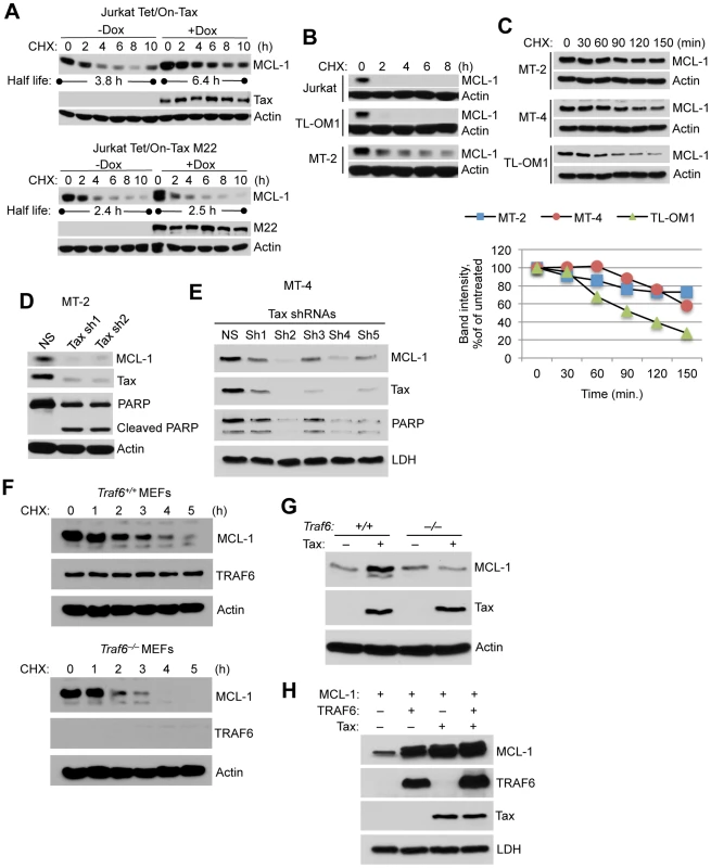Tax stabilizes MCL-1 in an IKK and TRAF6-dependent manner.