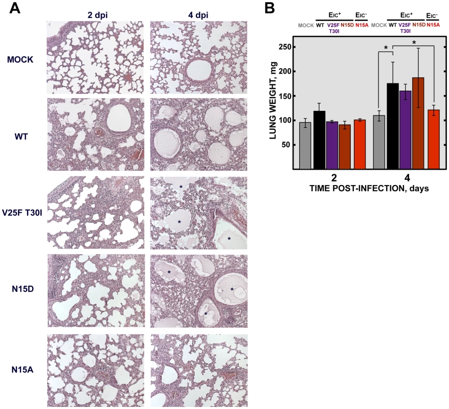 SARS-CoV E protein IC activity and lung pathology.