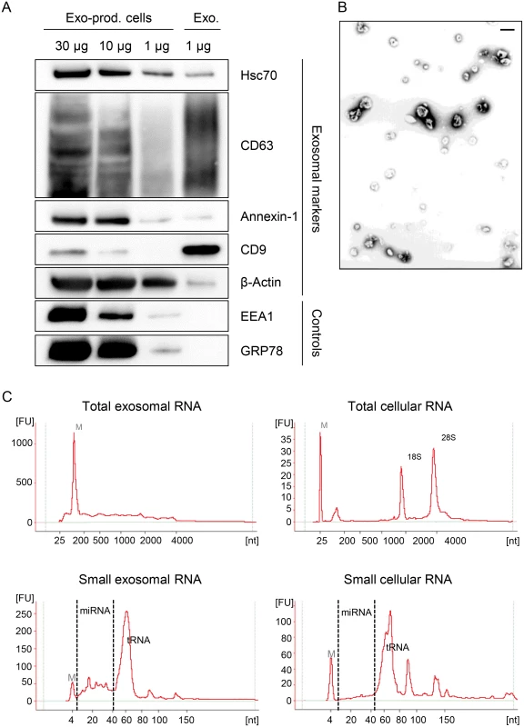 Characterization of exosomes secreted by HeLa cells used for small RNA deep sequencing.