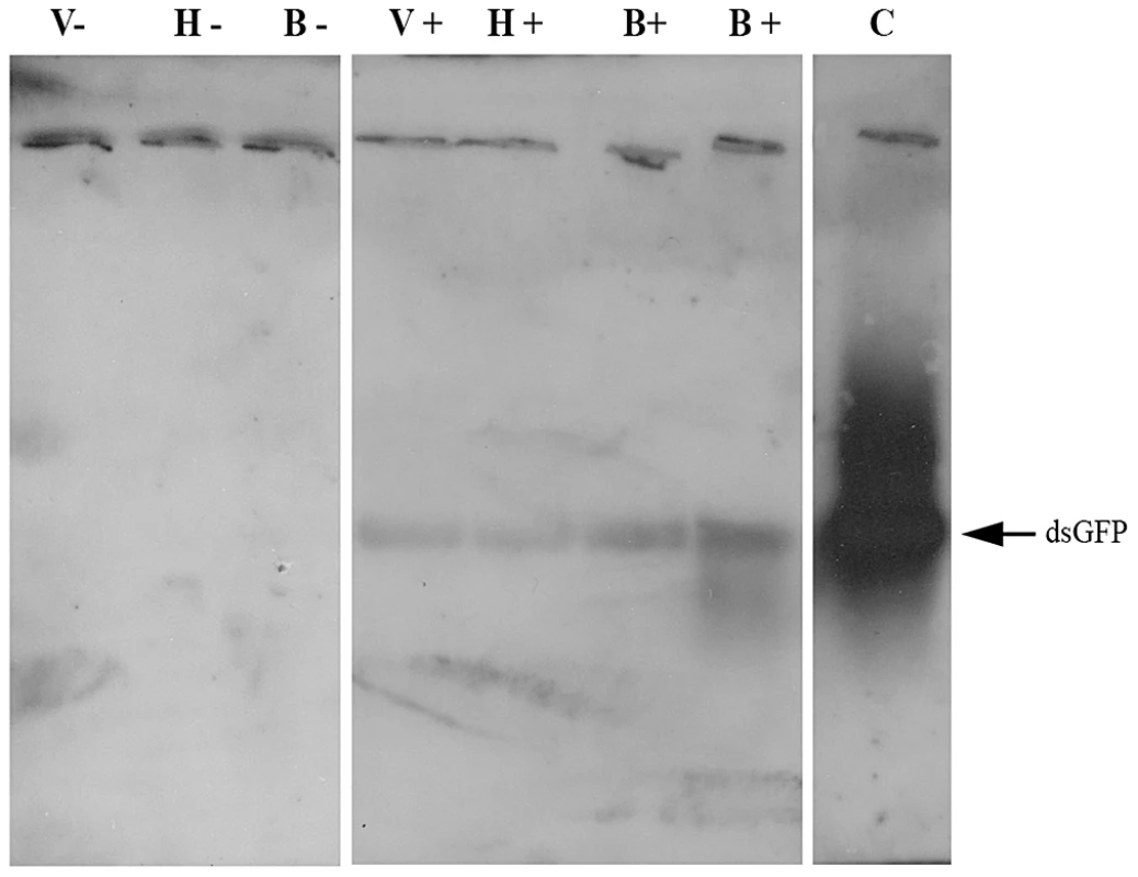 Demonstration of dsRNA transmission from adult bee to <i>Varroa</i> via the bee hemolymph.
