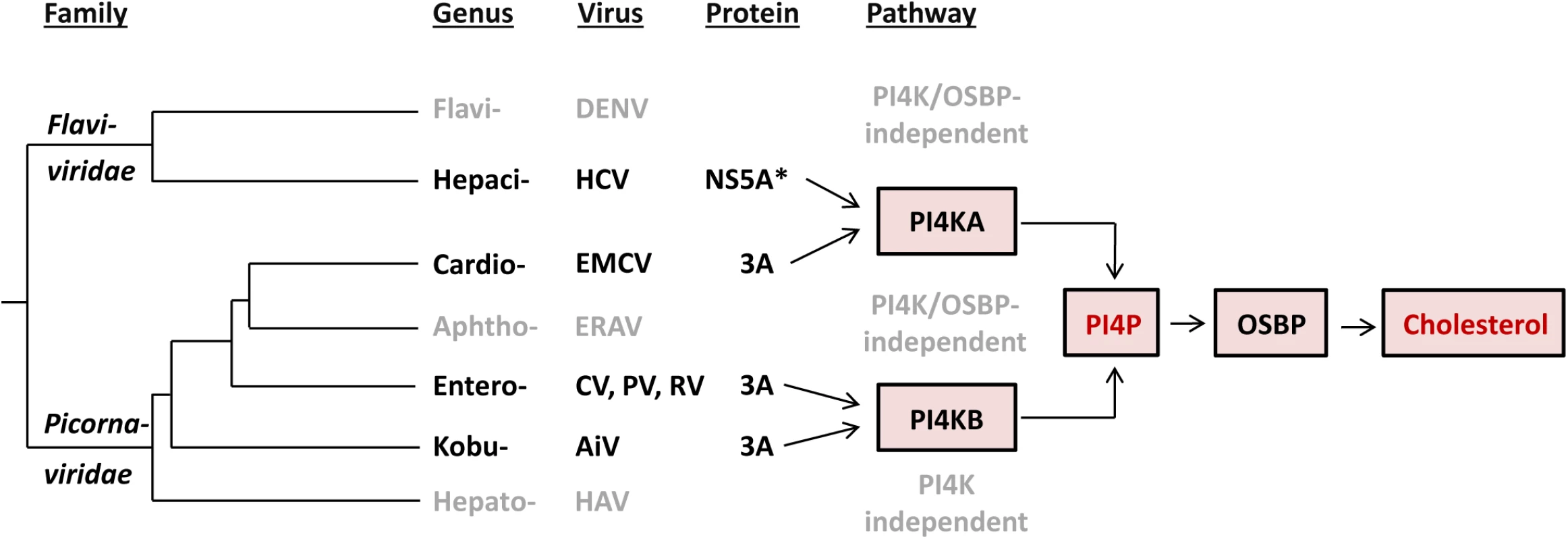 Evolution of the recruitment of lipid-modulating pathways by picorna- and flaviviruses.