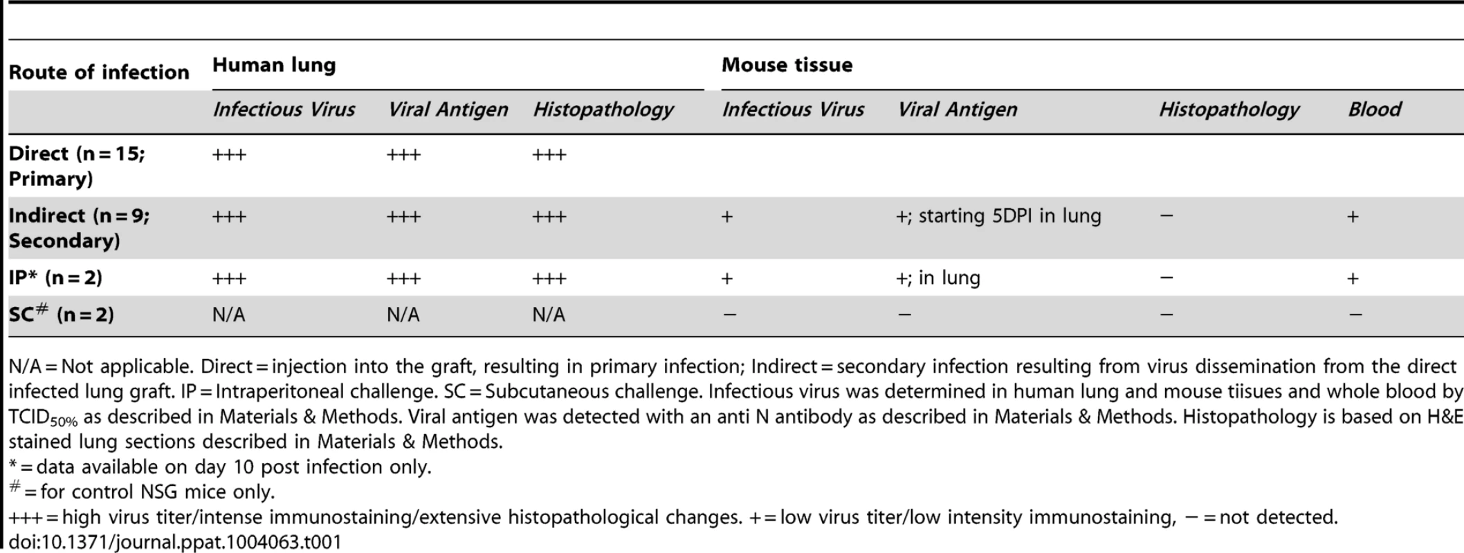 Summary of virological and histological findings in human lung graft, mouse tissues and blood following Nipah virus challenge.