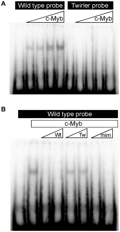 Electrophoretic mobility shift assay of Twirler DNA and C-Myb.