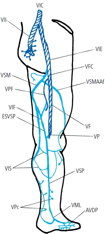 VSP – povrchový žilní systém, dorzolaterální pohled.