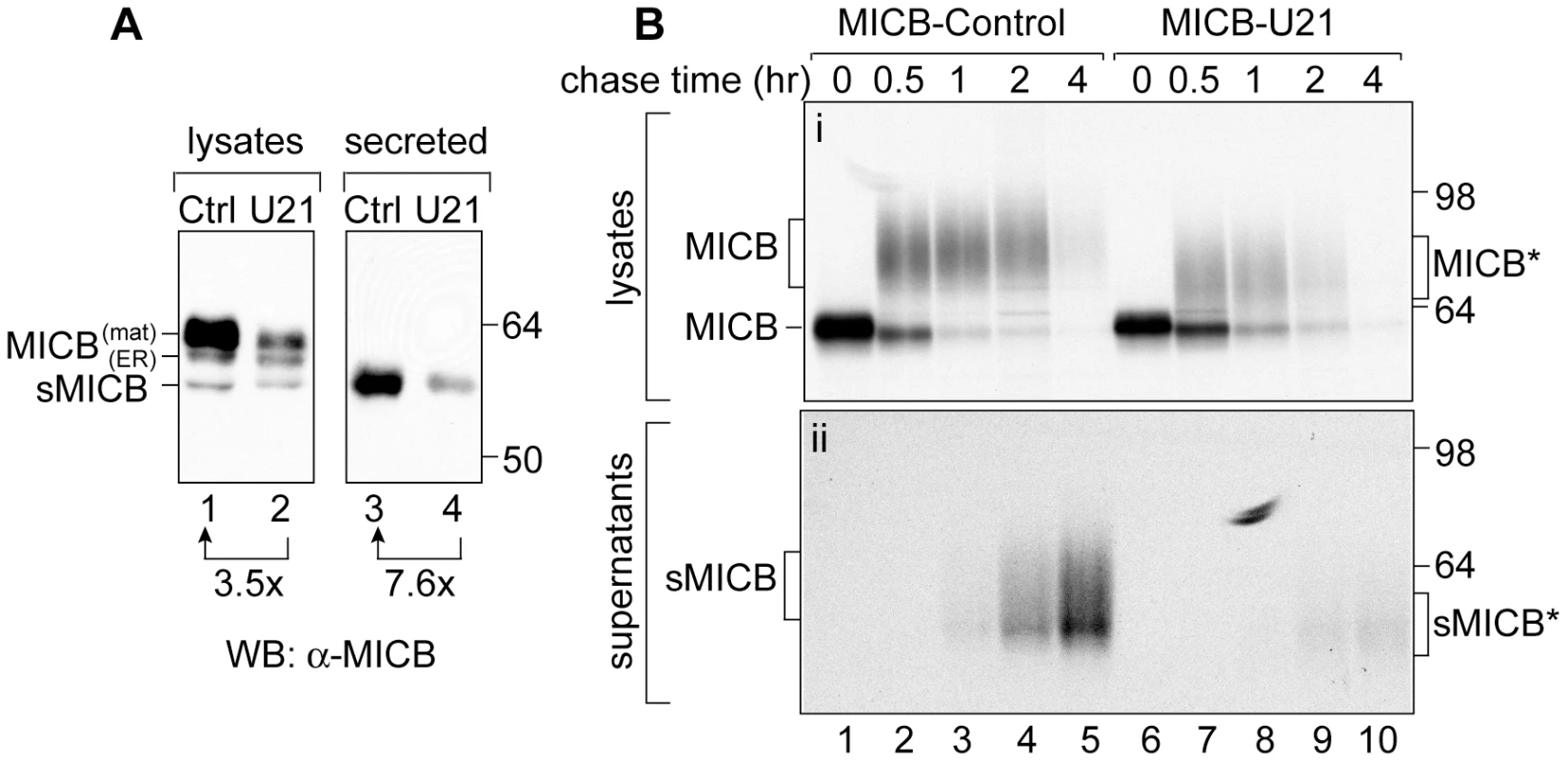 U21 expression reduces steady state levels of mature and secreted MICB.