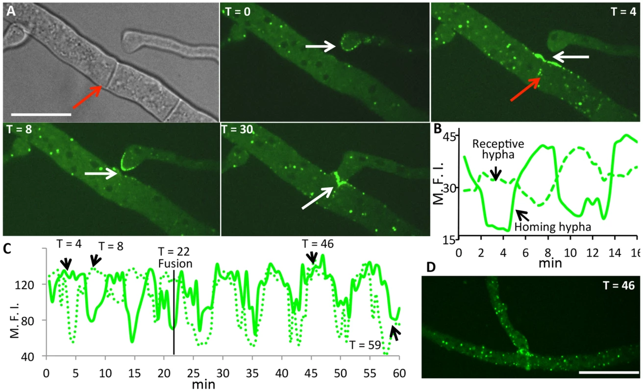HAM-5-GFP shows oscillatory localization to fusion points and puncta in hyphae showing chemotropism.