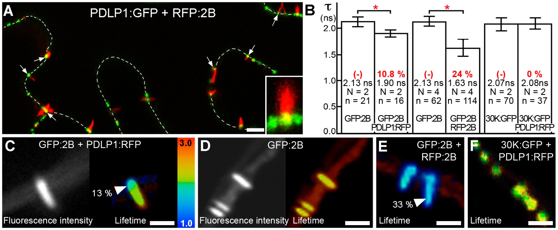 PDLP1 interacts with GFLV 2B at the base of the tubules.