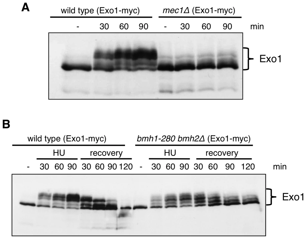 Exo1 phosphorylation pattern in response to HU in wild-type, <i>mec1Δ</i>, and <i>bmh1-280 bmh2Δ</i> strains.
