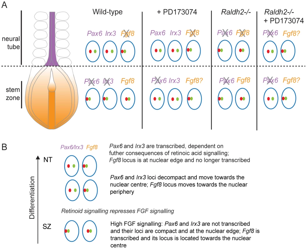 Changes in chromatin compaction and nuclear position of <i>Pax6</i> and <i>Fgf8</i> loci during neural differentiation and following manipulation of retinoid and/or FGF signalling.