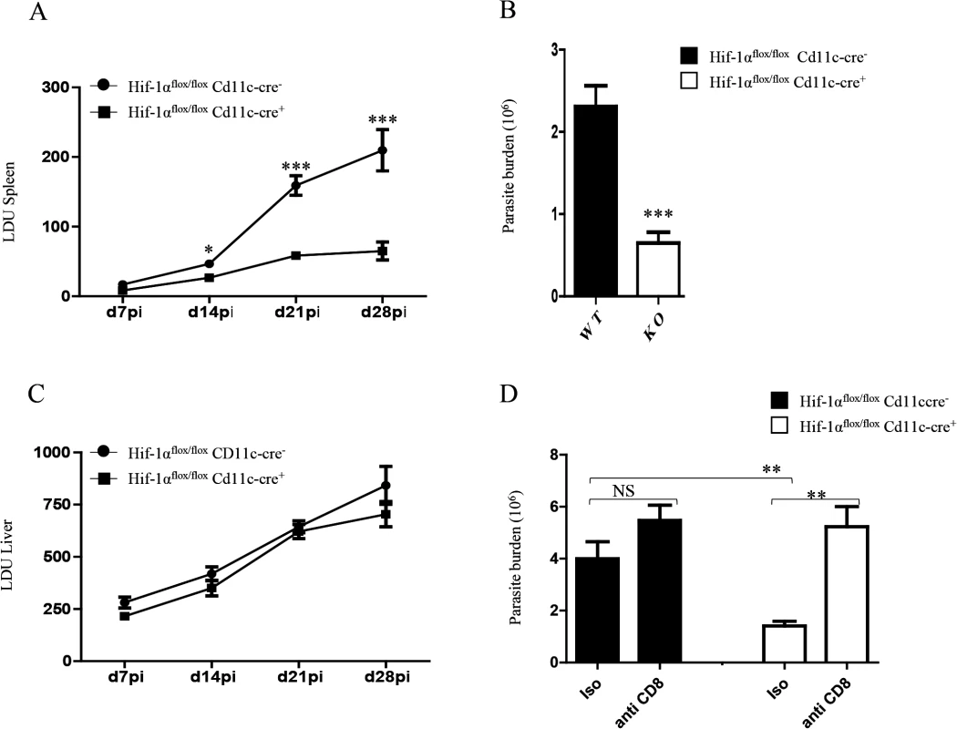 HIF-1α expression in CD11c<sup>+</sup> cells exacerbates disease.