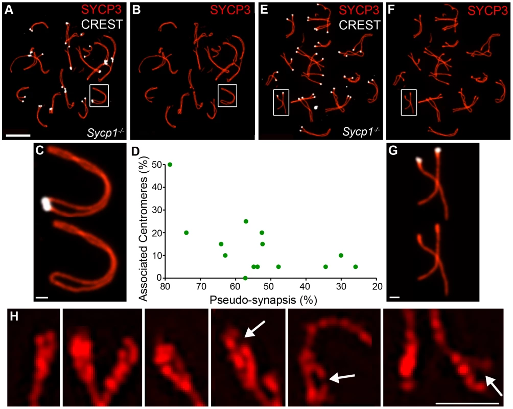 Centromere association and morphology of centromere regions in the absence of synapsis.